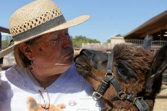 Raising Alpacas at Que Sera Alpaca