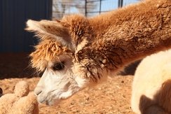 Photo of Adopt-A-Paca - Cinnamon 